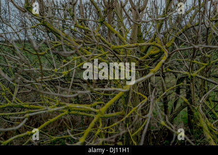 An old tree with its branches covered in lichen Stock Photo