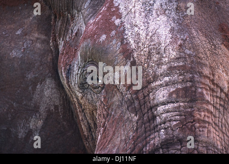 Closeup of the face of an elephant (Loxodonta africana) covered with different colors of mud, Tarangire National Park, Tanzania Stock Photo