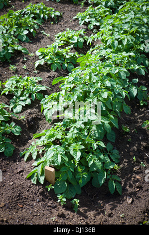 'Rocket' first early potato in early stages of growth in UK Stock Photo