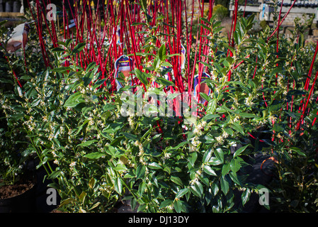 Display of Sarcococca plants for sale Stock Photo