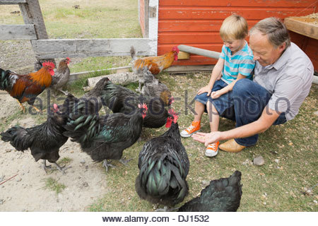 Grandfather and grandson feeding chickens on farm