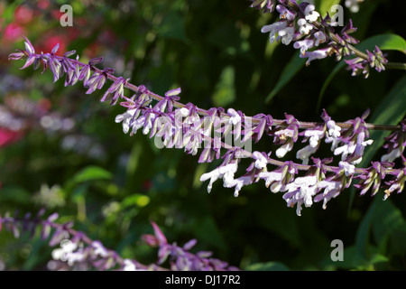 Salvia 'Phyllis Fancy', Lamiaceae Stock Photo