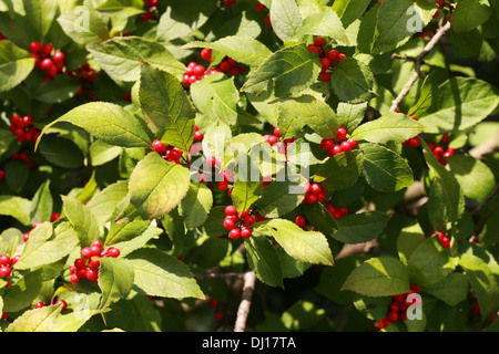 Winterberry Holly, Black Alder, Fever Berry, Ilex verticillata 'Sparkleberry', Aquifoliaceae. Northeastern U.S. and Canada. Stock Photo