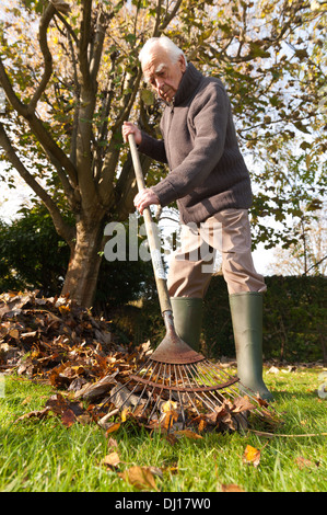 warmly dressed gentleman raking up leaves with a wooden garden rake in autumn after the fall on bright sunny day low angle sun Stock Photo