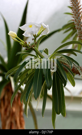 Madagascar Palm, Pachypodium lamerei, Apocynaceae. Madagascar, Africa. Stock Photo