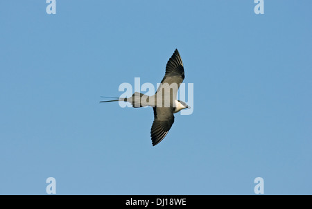 Long-tailed Skua Stercorarius. longicaudus Stock Photo