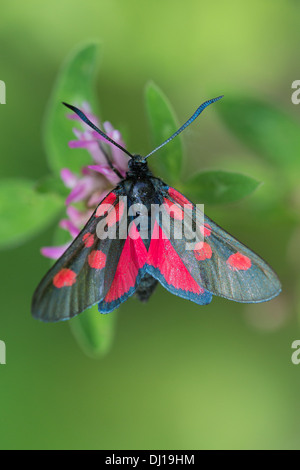 A Five Spot Burnet moth (Zygaena trifolii) nectaring in early morning sun at La Breole in the French Alps Stock Photo