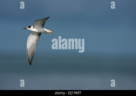 Black Tern Chlidonias niger Stock Photo