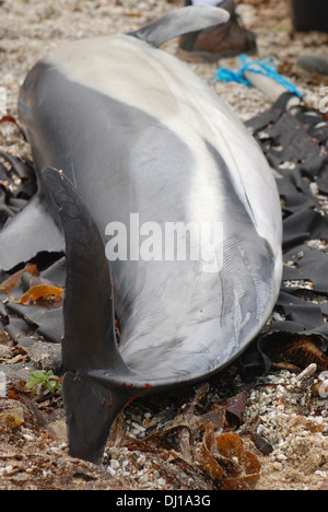 Cetacean stranding, Common dolphin (Delphinus), wounds along its body, rake marks and attacked marks Stock Photo