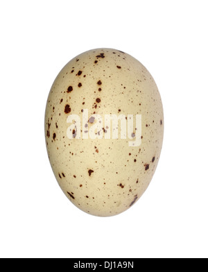 Moorhen Gallinula chloropus egg Stock Photo