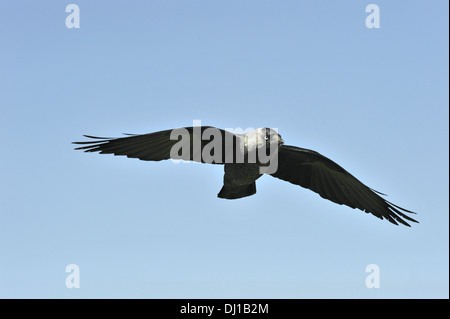 Jackdaw Corvus monedula Stock Photo