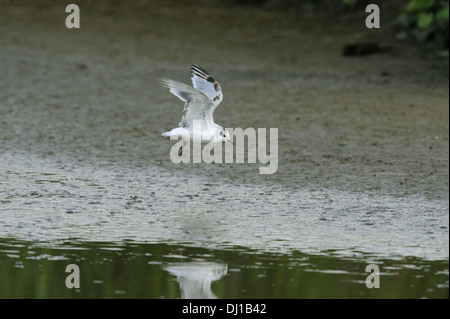 Little Gull Larus minutus Stock Photo