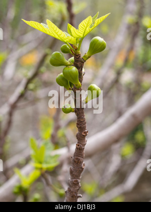 Young Figs. Immature fig fruit on the branch. Stock Photo
