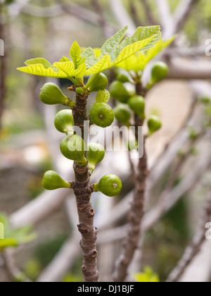 Young Figs. Immature fig fruit on the branch. Stock Photo