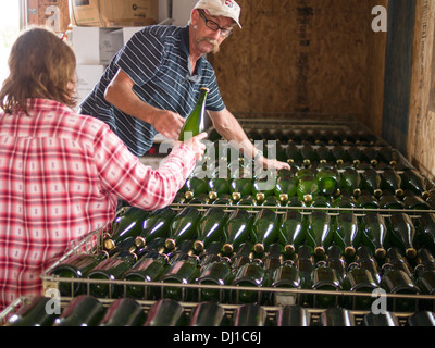 Laying down the Sparkling Wine. Two workers take newly capped bottles of wine and lays them down to finish their fermenting Stock Photo