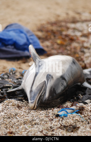 Cetacean stranding, Common dolphin (Delphinus), wounds along its body, rake marks and attacked marks Stock Photo