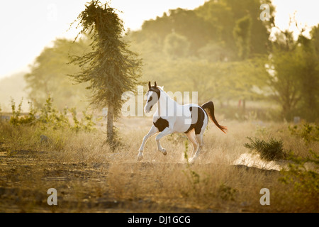 Marwari Horse Pinto mare galloping dusty landscape Stock Photo