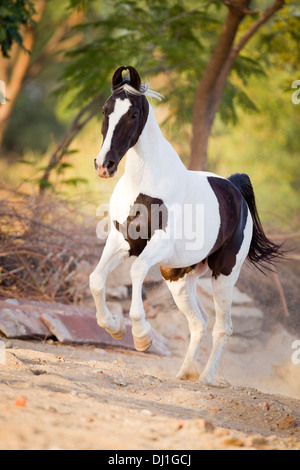 Marwari Horse Pinto mare galloping Stock Photo