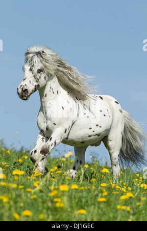 Shetland Pony Miniature Appaloosa galloping meadow Stock Photo