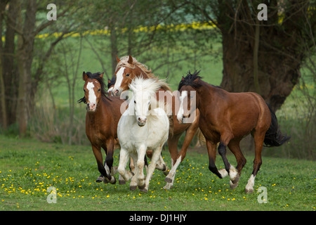 Welsh Pony Five young stallions galloping pasture Stock Photo