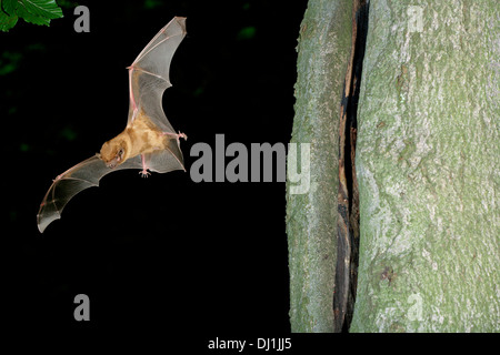 Common Noctule Bat (Nyctalus noctula) at the entrance of its hiding place in a tree Stock Photo