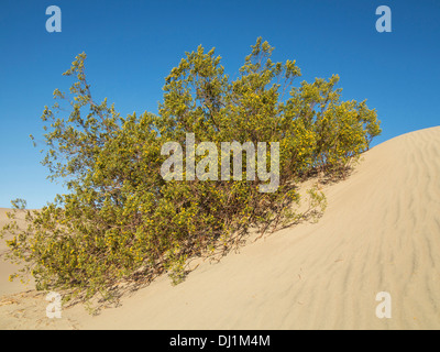 Honey Mesquite (Prosopis glandulosa torreyana). Blooming in spring (late March) at a dune in the Mesquite Flat Sand Dunes in the Stock Photo