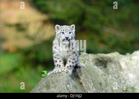 Snow Leopard Panthera unica Cub zoo standing rock Stock Photo