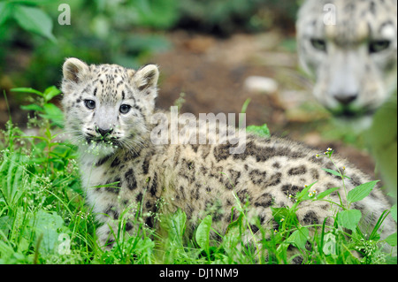 Snow Leopard Panthera unica Cub with mother zoo Stock Photo