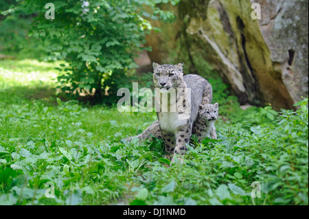 Snow Leopard Panthera unica Cub with mother zoo Stock Photo