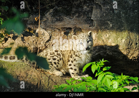 Snow Leopard Panthera unica Cub rock crevice zoo Stock Photo