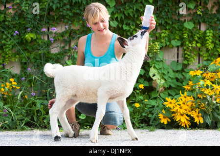 Spectacles Sheep Handraising orphaned lamb Stock Photo