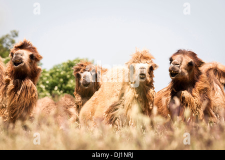 Bactrian Camel Camelus bactrianus Camelus ferus four adults looking over tall grass Stock Photo