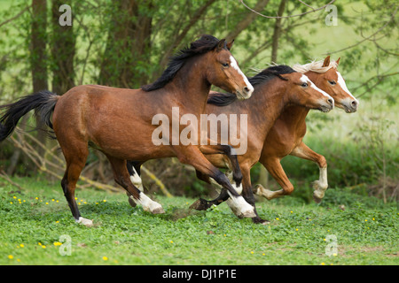 Welsh Pony Three young stallions galloping pasture Stock Photo