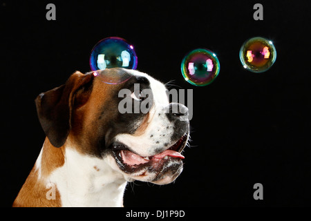 Boxer Portrait adult dog watching floating soap bubbles Studio picture against black background Stock Photo