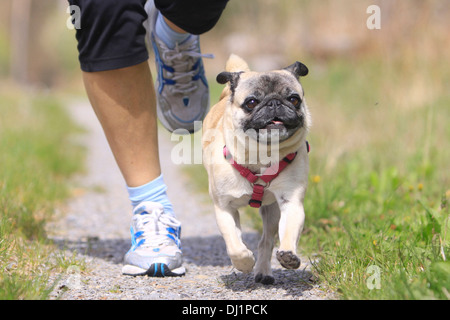 Man jogging Pug Stock Photo