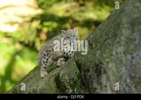 Snow Leopard Panthera unica Cub zoo walking rock Stock Photo