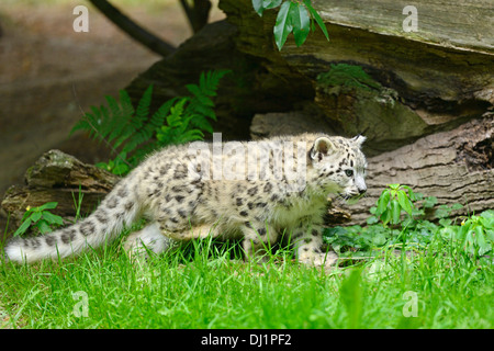 Snow Leopard Panthera unica Cub zoo walking Stock Photo