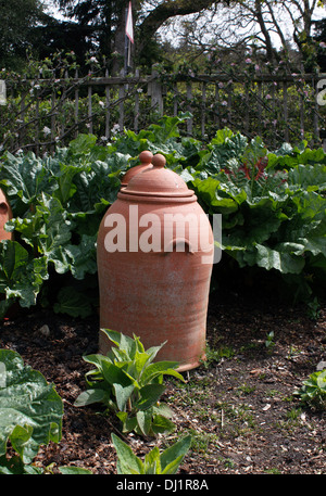 RHUBARB THE SUTTON WITH TERRACOTTA FORCING JARS. RHEUM. Stock Photo