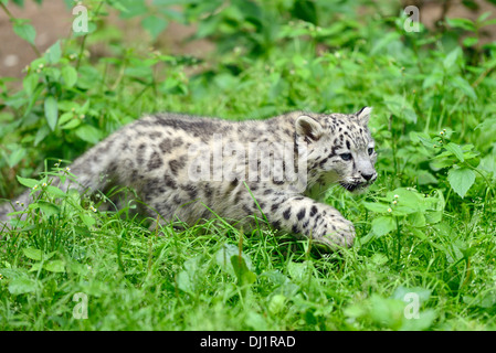 Snow Leopard Panthera unica Cub zoo walking Stock Photo