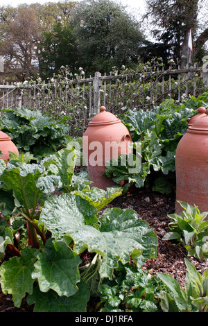 RHUBARB THE SUTTON WITH TERRACOTTA FORCING JARS. RHEUM. Stock Photo