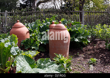 RHUBARB THE SUTTON WITH TERRACOTTA FORCING JARS. RHEUM. Stock Photo