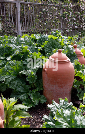 RHUBARB THE SUTTON WITH TERRACOTTA FORCING JARS. RHEUM. Stock Photo