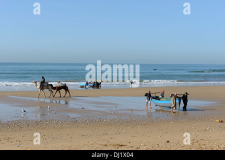 Morocco, Taghazout village near Agadir, Atlantic ocean, camels on the beach and the fishermen return Stock Photo