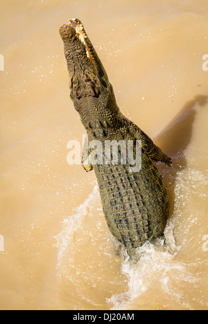 Saltwater crocodile (Crocodylus porosus) jumping out of the water, Australia Stock Photo