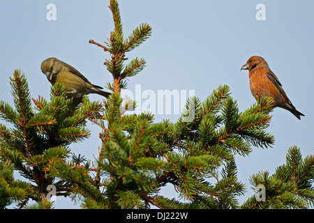 male and female crossbill (loxia curvirostra) standing on one leg ...
