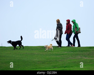 Walking the dogs in the rain on a chilly morning Stock Photo