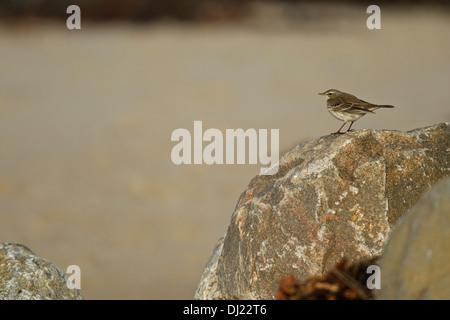Water Pipit (Anthus spinoletta) 1 cy in the landscape Stock Photo