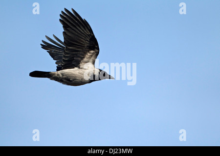 Hooded Crow (Corvus corone cornix) in flight Stock Photo