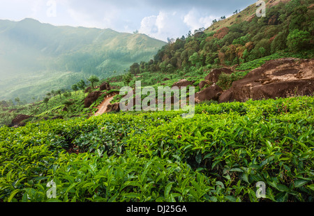 Tea plantation at dusk showing the undulating landscape and the Kannan Devan Hills as backdrop in Munnar, Kerala, India. Stock Photo