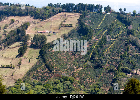 A hillside coffee plantation in Costa Rica Stock Photo